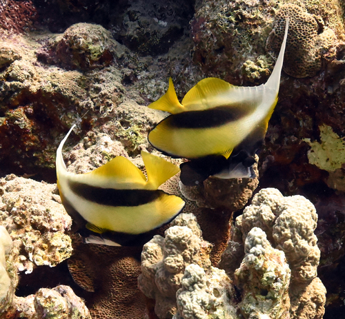 Heniochus intermedius observed 2026-10-26
