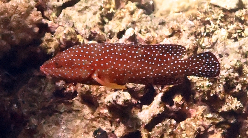 Cephalopholis observed 2026-10-26