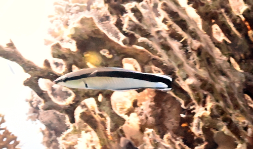 Labroides dimidiatus observed 2026-10-26