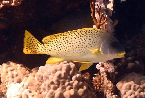 Plectorhinchus gaterinus observed 2026-10-26