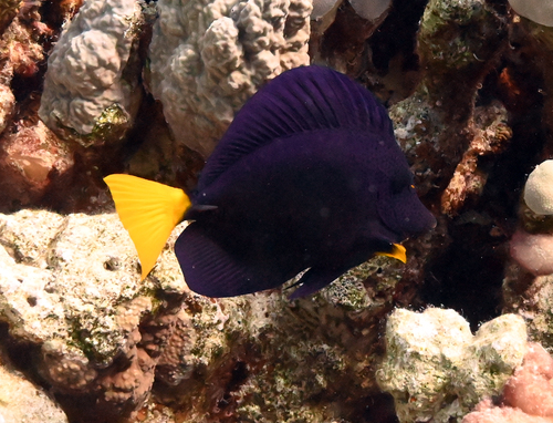 Zebrasoma xanthurum observed 2026-10-26