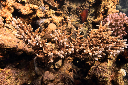 Acropora observed 2026-10-26