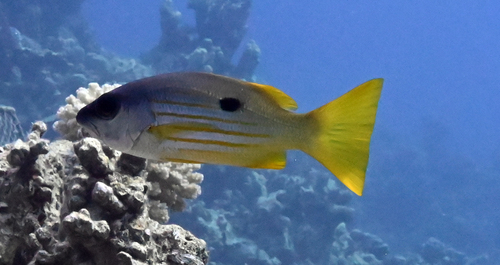 Lutjanus fulviflamma observed 2026-10-26