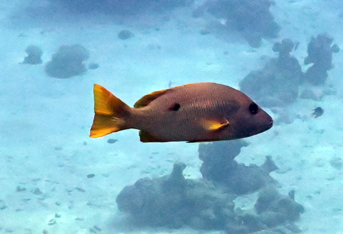 Lutjanus monostigma observed 2026-10-26