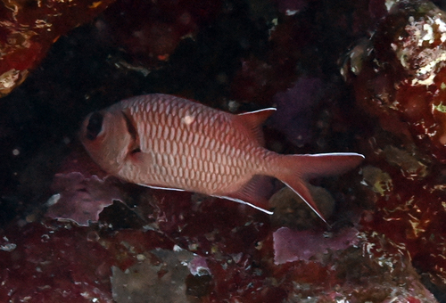 Myripristis murdjan observed 2026-10-26