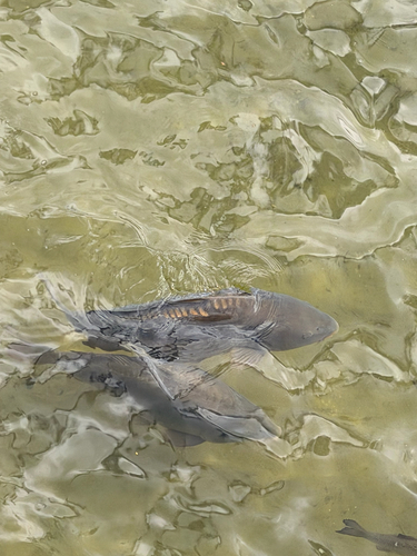 European Carp