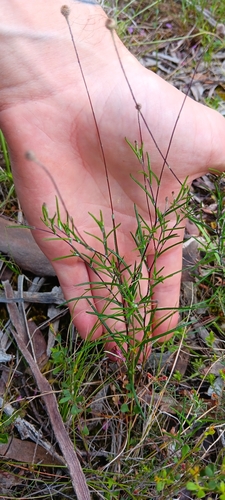 Leptorhynchos tenuifolius observed 2026-10-26