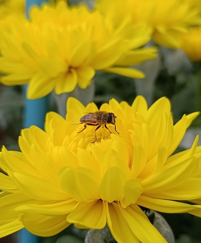 Mosca zángano europea