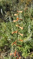 Delphinium cardinale