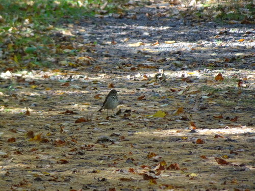 Hermit Thrush