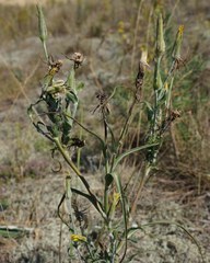 Tragopogon bjelorussicus