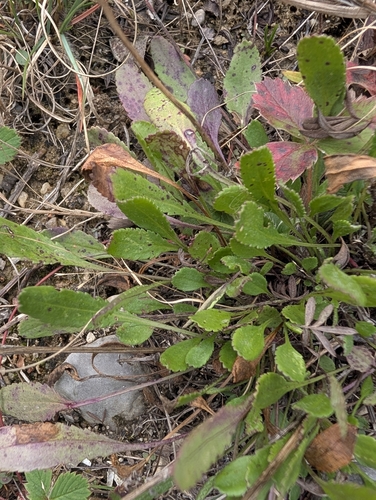 Senecio observed 2026-10-25