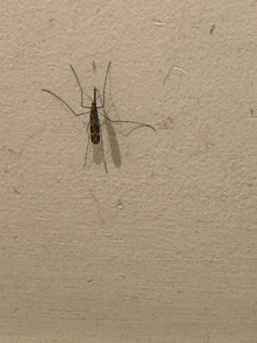 Woodland Malaria Mosquito