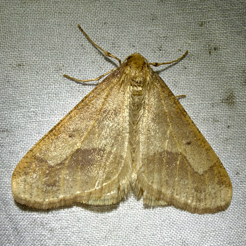 Linden Looper Moth (Erannis tiliaria)