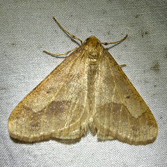 (c) Drew Weber, some rights reserved (CC BY-NC) Linden Looper Moth (Erannis tiliaria)