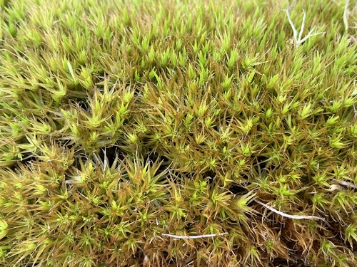 Campylopus introflexus observed 2026-10-26