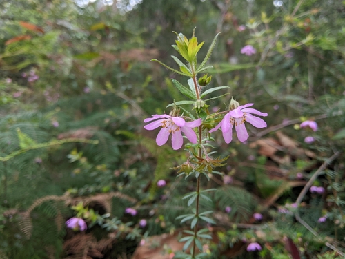 Bauera rubioides observed 2026-10-26