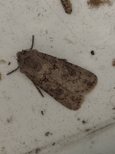 Turnip Moth