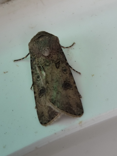 Turnip Moth