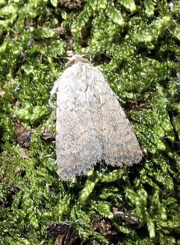 Avicula observed 2026-10-26