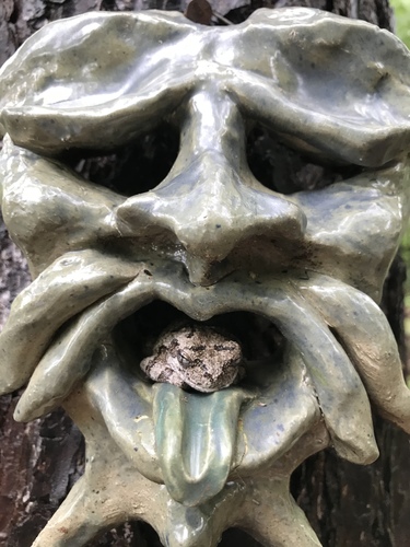 Cope's Gray Tree Frog photographed in North Carolina