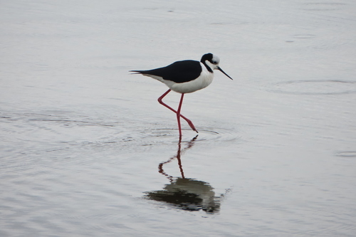 Black-necked Stilt