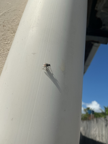 Common House Fly