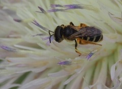 Halictus