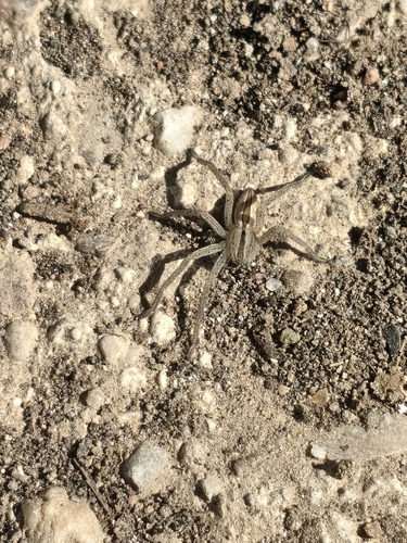 Araña Cazadora Verde