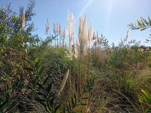 Cortaderia observed 2026-10-26
