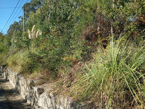 Cortaderia observed 2026-10-26