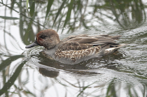 Common Teal
