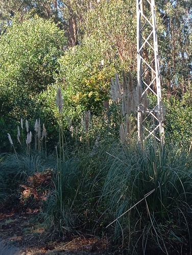 Cortaderia observed 2026-10-26