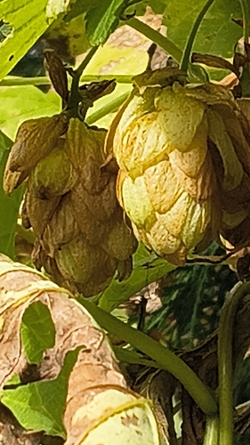 Humulus lupulus, 2026-10-26