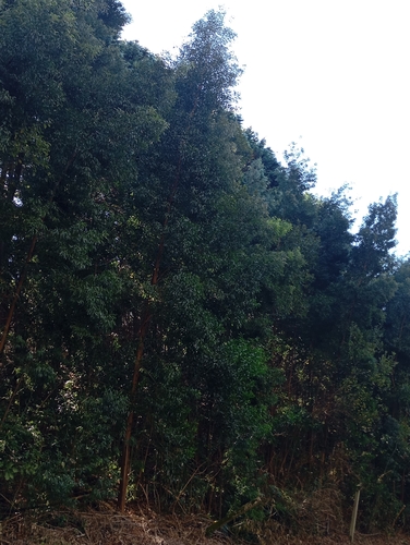 Acacia obtusifolia observed 2026-10-26