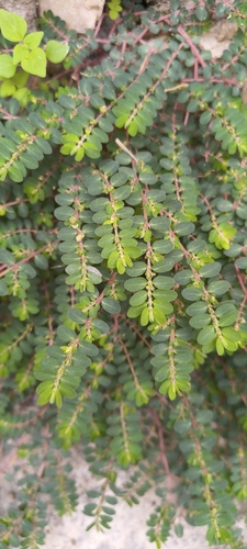 Euphorbia prostrata observed 2026-10-26