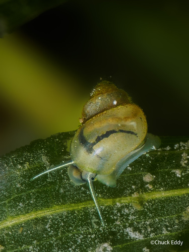 Amnicola limosus observed 2026-10-02