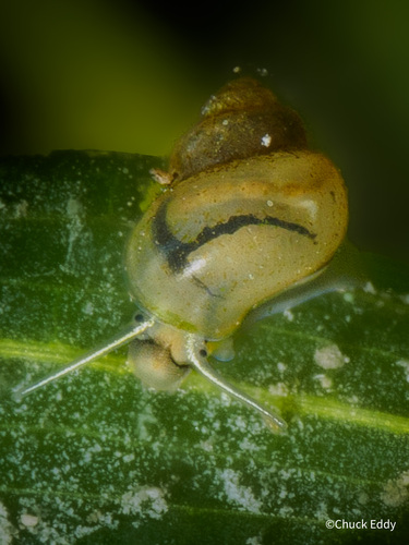 Amnicola limosus observed 2026-10-02