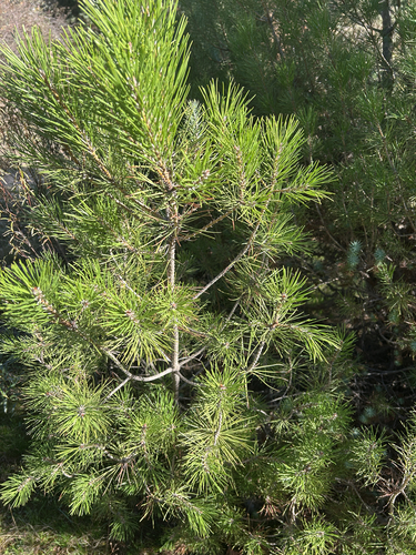 Pinus halepensis observed 2026-10-26