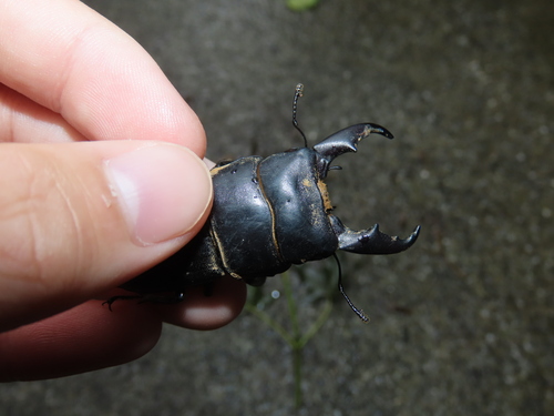 Dorcus, 2026-10-26