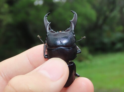 Dorcus, 2026-10-26