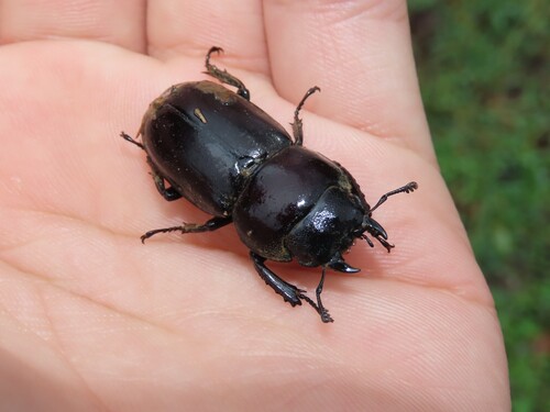 Dorcus, 2026-10-26