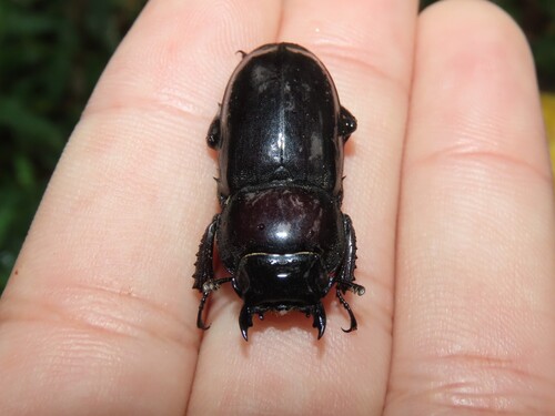 Dorcus, 2026-10-26