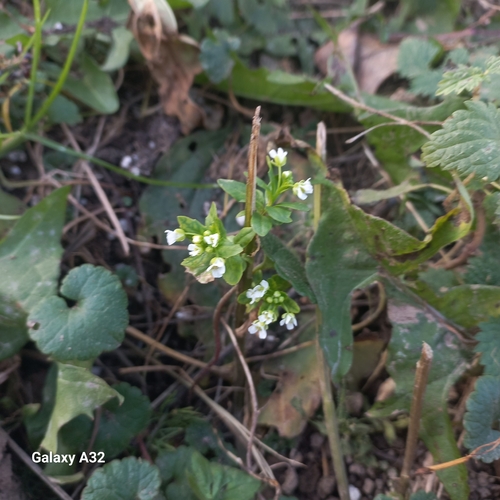Thlaspi arvense observed 2026-10-26
