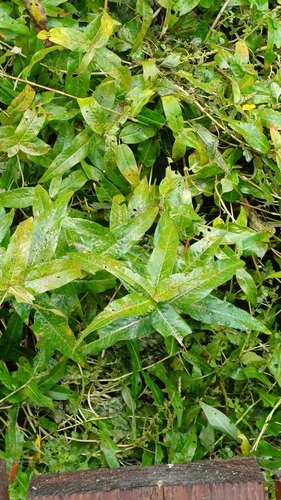 Mercurialis perennis observed 2026-10-26