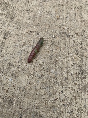 Lepidoptera