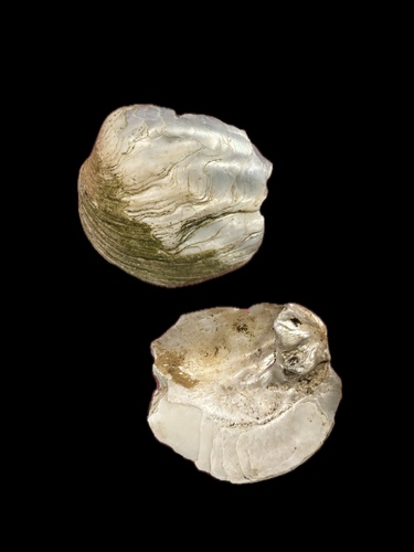Amblema plicata plicata observed 2026-10-26
