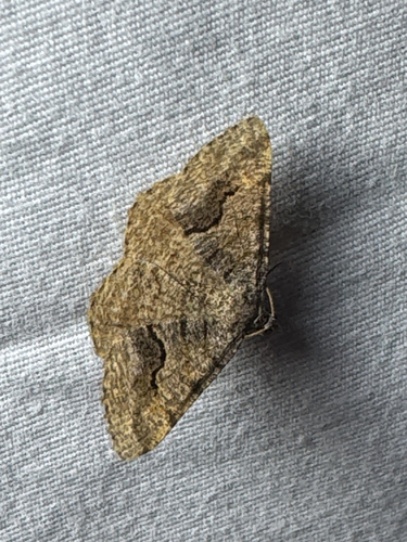 Signate Looper Moth