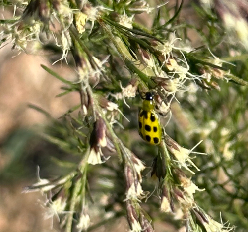 Spotted Cucumber Beetle