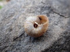 Oreohelix strigosa